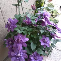 ☔です💧 クレマチス ビビアンペンネル〔写真3枚目〕-チョココさんの