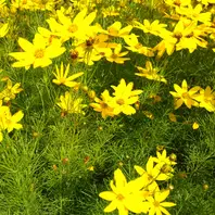 宿根コスモス類問い合わせ 楽天市場】【ポイント5倍 5のつく日は10倍】景観用コスモス