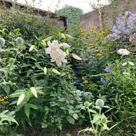 カサブランカの咲く庭✨〔写真2枚目〕-リンチャムジェイさんの日記