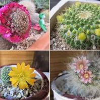 楽天市場】花サボテン*M 幅4.5cm : 遊恵盆栽 楽天市場店