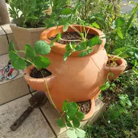 ストロベリーポットを作ったよ・！！！！〔写真1枚目〕-くうねるあそぶ