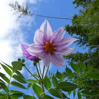 「高評価！」注目のレビュ 鉢植えの皇帝ダリアです。〔写真3枚目〕-kakip-kenさんの日記 財布・ケース・小物入れ