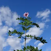 鉢植えの皇帝ダリアです。〔写真3枚目〕-kakip-kenさんの日記