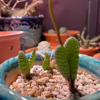ブルビネ ブルインシー🌸〔写真1枚目〕-nyaomomoさんの日記｜みんなの