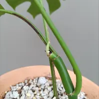 ヒメモンステラの新芽が出ました〔写真1枚目〕-たかベリーさんの日記