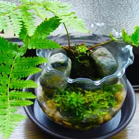 シダ（7）： 品種不明／野生種【水耕栽培】＜1＞〔写真1枚目〕-団塊