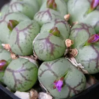 コノフィツム'八重垣姫'実生1年苗〔写真2枚目〕-conocono