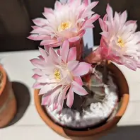 幸運牡丹玉〔写真2枚目〕-カラミントさんの日記｜みんなの趣味の園芸
