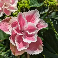 紫陽花きらきら星〔写真3枚目〕-はる桜さんの日記｜みんなの趣味の園芸