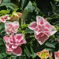紫陽花きらきら星〔写真3枚目〕-はる桜さんの日記｜みんなの趣味の園芸