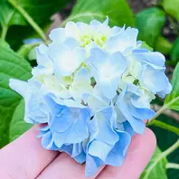紫陽花のドライフラワー🎵〔写真2枚目〕-masaさんさんの日記｜みんなの