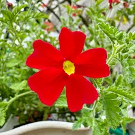 小さな赤い花('06中国/伊) red-flowers-chinese-rose-