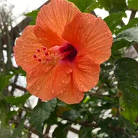 オレンジ色のハイビスカス〔写真1枚目〕-ema'sgardenさんの