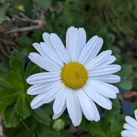 ハマギク（浜菊）の花〔写真2枚目〕-ドブたぬきの部屋さんの日記