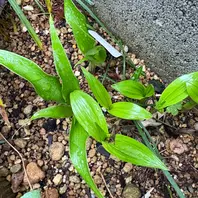 宅配便配送 ギボウシ〔写真3枚目〕-ケヤキりんどうさんの日記｜みんなの趣味 フラワー・ガーデニング
