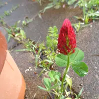 赤い花 96084241-red-fluffy-flowers-of
