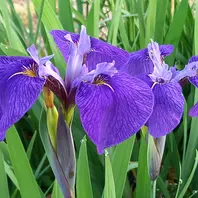 日本の水草　キリガミネヒオウギアヤメ　1株 日本の水草 希少種 キリガミネヒオウギアヤメ 1株 日本の水草 希少種