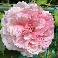 ⚠︎マルページ⚠︎ たくさんの薔薇のパネル2つセット