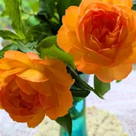 カップ咲きオレンジの挿し木の薔薇〔写真3枚目〕-ハコベラさんの日記