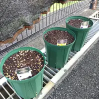 ラナンキュラスラックスの芽出し〔写真1枚目〕-たかベリーさんの日記