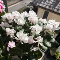 シクラメン ウインク〔写真1枚目〕-opalaquaさんの日記｜みんなの趣味