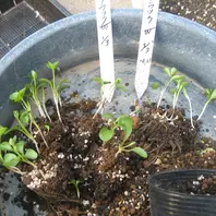 クリスマスローズ発芽苗の植替え⑤〔写真2枚目〕-コウノトリさんの日記