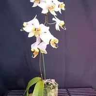 胡蝶蘭原種 ウィガニー満開〔写真2枚目〕-ネカタさんの日記｜みんなの