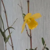 NO.62 【貴重な羆芸】極姫竹葉セッコク 梅弁花　黄花 瀕死の状態から開花 竹葉セッコク〔写真2枚目〕-ドブたぬきの部屋さん