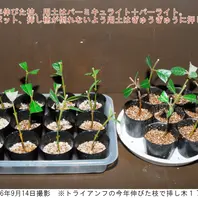 7回目挿し木、今年伸びた枝で。〔写真1枚目〕-Arakiさんの日記