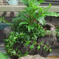 軽石鉢の自作と寄せ植え〔写真2枚目〕-はなさか じいじさんの日記