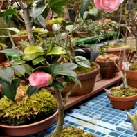 鉢植えの椿が開花〔写真2枚目〕-東谷の狸さんの日記｜みんなの趣味の