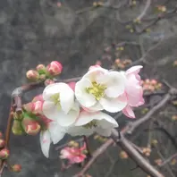 ボケ（木瓜・放春花）〔写真1枚目〕-金子 明人さんの日記｜みんなの