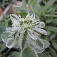 ユーフォルビアの白い花〔写真1枚目〕-花好きミチコさんの日記