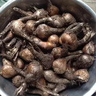 リコリス球根❗️忘れていました。〔写真1枚目〕-みれママさんの日記