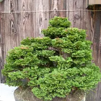 檜盆栽の寄せ植え〔写真2枚目〕-ZESYOUさんの日記｜みんなの趣味の園芸