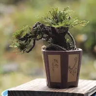 イワヒバの小盆栽〔写真1枚目〕-noasobiさんの日記｜みんなの趣味の