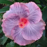 未開封新品】ハワイアンレトロ希少品 ハイビスカスの花付き女性の顔像