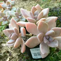 多肉　食べると健康になる石連花♪ 石蓮花♪〔写真2枚目〕-namiheiさんの日記｜みんなの趣味の園芸2018/01/15