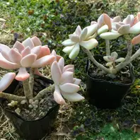 石蓮花♪〔写真2枚目〕-namiheiさんの日記｜みんなの趣味の園芸2018/01/15