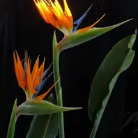 寄り添う極楽鳥花〔写真2枚目〕-小春さんの日記｜みんなの趣味の