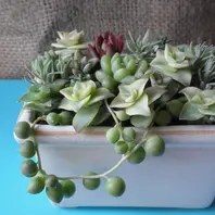 グリーンネックレスの寄せ植え〔写真1枚目〕-おみやさんの日記