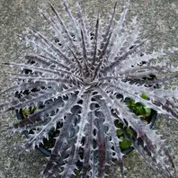 ディッキア・マーキュリー（Dyckia'Mercury'）〔写真3枚目〕-にんにん