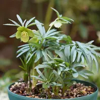 クリスマスローズの原種（H.ムルチフィダス・ヘルツェゴヴィヌス