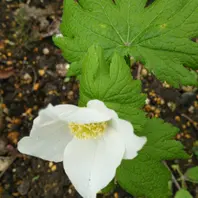 白い花の山野草が咲きましたよ～✴〔写真1枚目〕-オリーブの木さんの