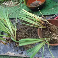 カキツバタの株分け〔写真1枚目〕-cohohさんの日記｜みんなの趣味の