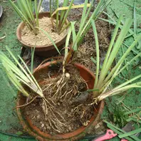 カキツバタの株分け〔写真2枚目〕-cohohさんの日記｜みんなの趣味の
