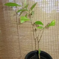 挿し木のバオバブ発根！！〔写真2枚目〕-ryominiさんの日記｜みんなの