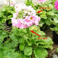 帯化(たいか) ジギタリスの帯化😱｜園芸日記byマンゴー｜みんなの趣味の園芸
