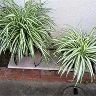 ナカフヒロハオリヅルラン〔写真2枚目〕-ロッキーさんの日記｜みんなの