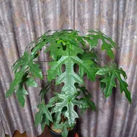 ブラキキトン(ボトルツリー)3種〔写真2枚目〕-moishiさんの日記